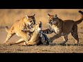 3 Pumas Attacked Hern in Savanna Animal Documentary