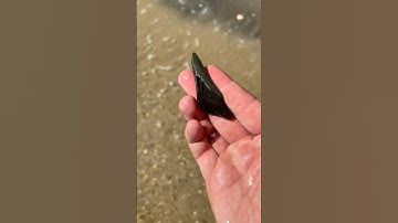 Megalodon tooth found at Calvert Cliffs!