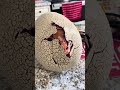 Primal hatch full hatching process