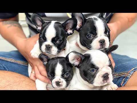 Video Bull pháp bò sữa trắng đen | Trại Chó Bình Cao | liên... - youtube
