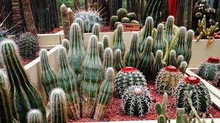 仙人掌-Cactus