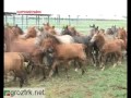 «Чеченагрохолдинг» может гордиться своими показателями Чечня.