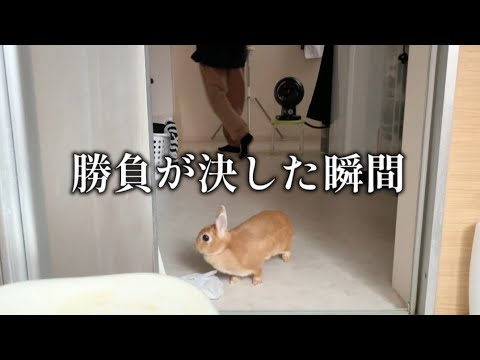 俺様が小学生の頃作ったうさぎ hqdefault.jpg