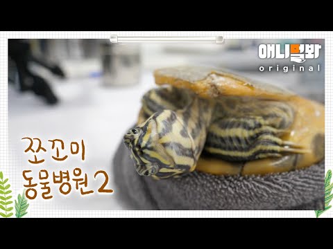 쪼꼬미 동물병원 시즌2 3화 (내원환자 : 거북이 금동이님) ㅣAnimal Hospital for Tiny Animals2 Ep 3(<strong>Patient</strong>: Geumdong, Turtle)