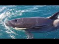 Amel 52 Yacht Attacked by Orcas (Killer Whales) off the Spanish Coast