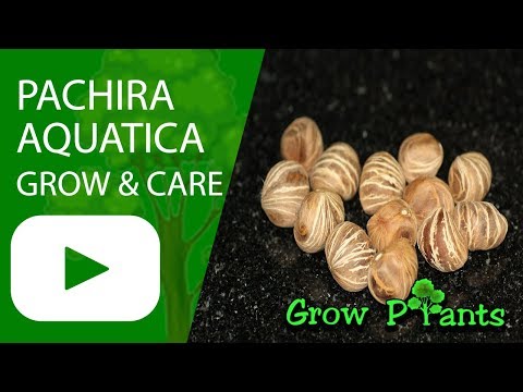 Pachira aquatica - grow, care & harvest (Can be Bonsai)
