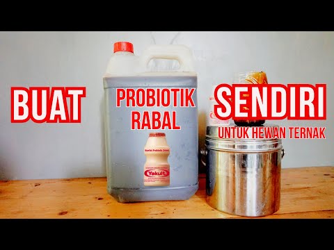 Video: 4 Cara Anjing Anda Dapat Manfaat dari Probiotik