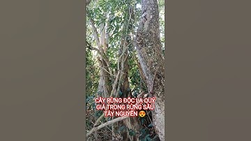 CÂY RỪNG ĐỘC LẠ QUÝ HIẾM TRONG RỪNG SÂU TÂY NGUYÊN