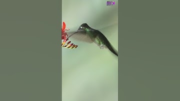 The Hummingbird Can Fly Backwards #animalshorts #animals #wildlife #hummingbird