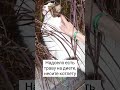 Самая смешная кошка на диете