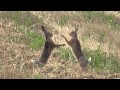 Boxing hares in slow motion  boxende hasen leporidae