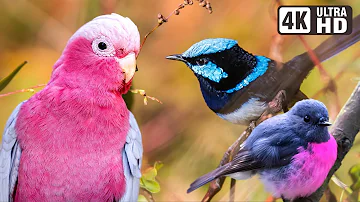 Most Beautiful Birds of Australia | Amazing Creatures | Relaxing Nature Sounds | Australian Wildlife