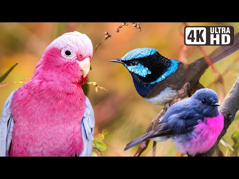 Most Beautiful Birds Of Australia Amazing Creatures Relaxing Nature Sounds Australian Wildlife Most Beautiful Birds Of Australia Amazing Creatures Relaxing Nature Sounds Australian Wildlife