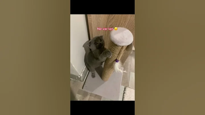 Video 11231711: scottish fold munchkin cat, scottishfold folds