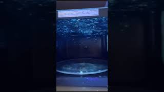 키친에서 Bactiscan 이용 동영상