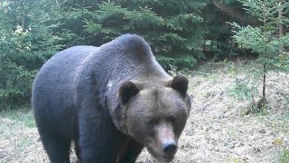Najväčší Kysucký medveď
