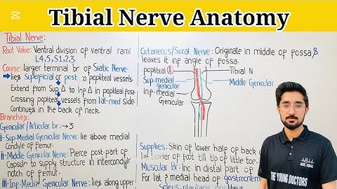 Tibial Nerve Anatomy| Origin ,Course, Branches |Tarsal Tunnel Syndrome & Sciatica |