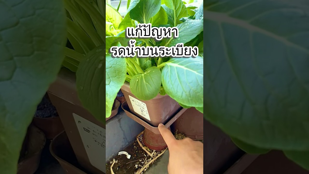 ป้องกันและแก้ปัญหากับเพื่อนบ้าน เรื่องรดน้ำต้นไม้