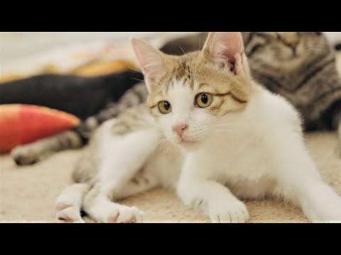 japanese-cat-cafe-video-vol.2-猫カフェ癒し動画-vol.2【cute-and-funny】【激カワ保護猫】