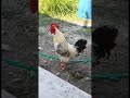 Il canto del gallo di nome "Franco"