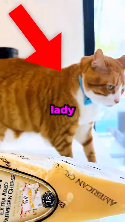 Who Ate The Cheese?🧀