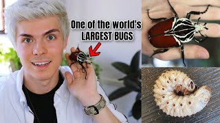 Unboxing a GIANT GOLIATH BEETLE + LARVAE