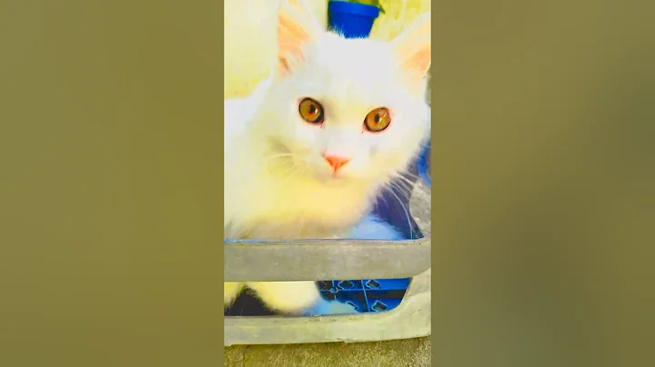 Watch the video about My Snow-White Persian Cat ❄️🐱 | Cuteness Overload Moments!#shortvideo #catslovers