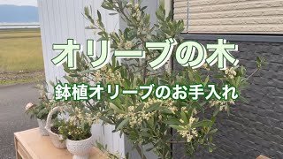 鉢植えオリーブの剪定】伸びた枝を切り戻して樹形を整える 台風に備え