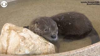 Otter Pup Gets A Name And Learns To Swim