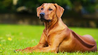 Rhodesian Ridgeback - African Lion Hound