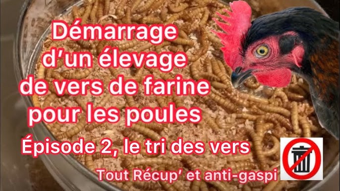  Vers De Farine Pour Poules