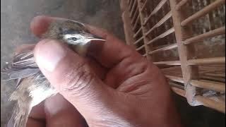 membedakan kerak basi alis hitam jantan & betina, sikatan londo kw