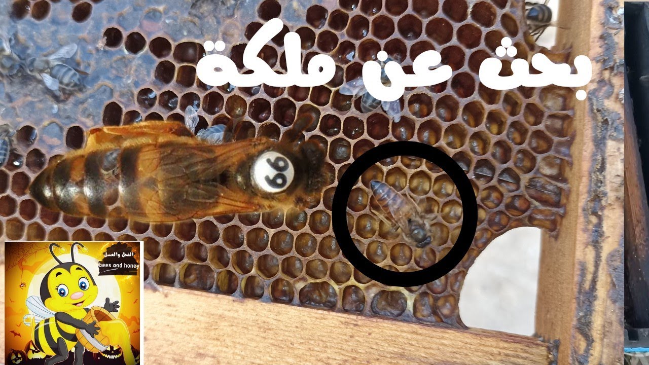 أسهل طريقة لي إيجاد 