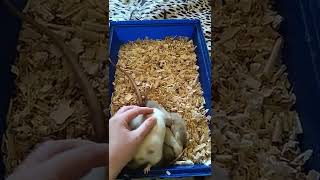 Как приручить крысу😛 Домашние  декоративные крысы Ручная крыса Слишком милые ручные крысы