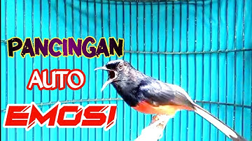 PANCINGAN MURAI BATU GACOR FULL ISIAN PANJANG, SEKALI DENGAR MURAI APAPUN LANGSUNG EMOSI