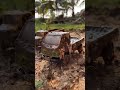 Muddy tractor  jcb dumper chhota hatti jumping in the lake
