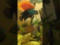 Machhli Jal ki Rani hai ll #fish #machali #machlijalkiranihai #hindirhymes