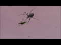 ★10わが庭のファーブル昆虫動画記ー（クイズ）「クモがバッタを食べるまでに何分かかったでしょうか