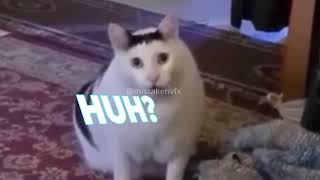 Huh Cat Meme But With Subtitles