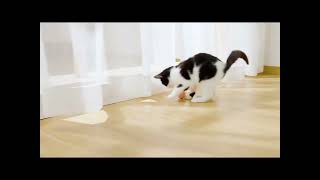 PetGravity Smart Rotating Ball for Cats#cat #cattoys