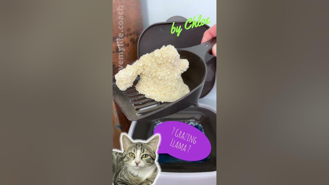 Cat Litter Art 🎨 What do you 👀 see? YouTube