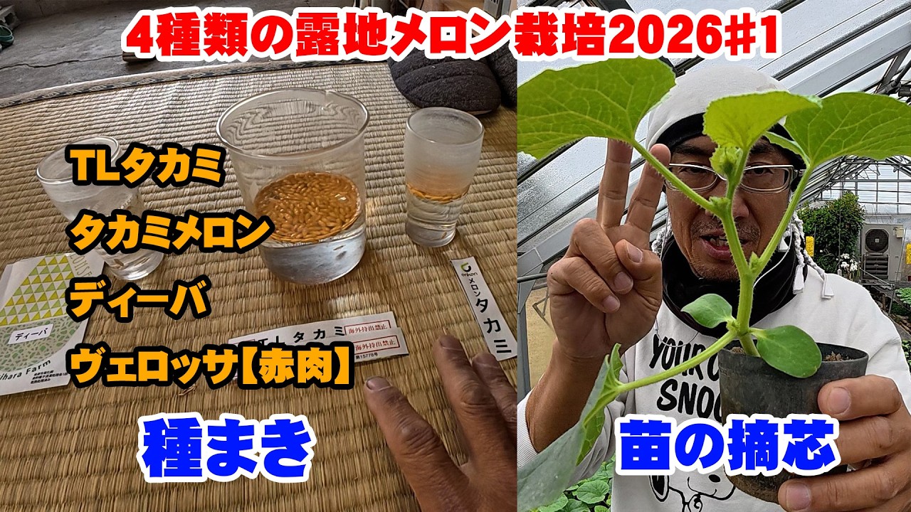 Sowing] Cultivating 4 types of open-field melons 2026 #1 [Pinching