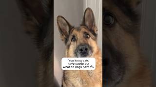 If Cats Have Catnip… This Is What this Dog has 🐾 Profile