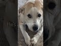 Cute #Funny #Dog #animal #Doggy