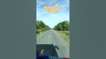 Rừng Đước Cà Mau Năm Căn_Hoa Trinh nữ #viralvideo  #Camau