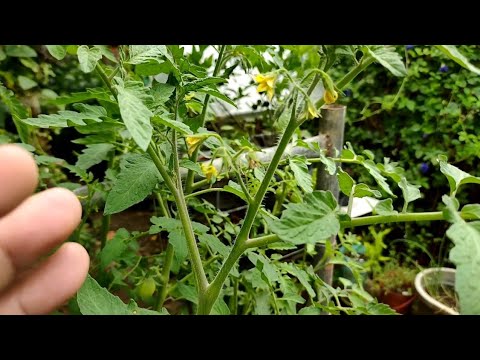 Video: Hindi Namumunga ang Halaman ng Pepper - Mga Dahilan ng Halamang Pepper na Walang Bulaklak o Prutas