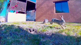 Rabbits Guard 2 Warrens Amidst 14+ Other Species...