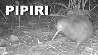 Pipiri - A New Kiwi Chick
