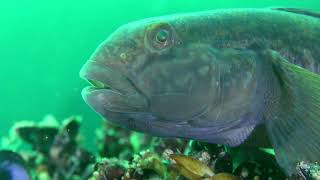 Round goby (Neogobius melanostomus)