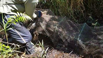 Thăm 12 Cửa Ngục Trong Rừng Tràm Mùa Nước Nổi